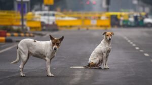 Lunkaransar : आवारा कुत्तों/पशुओं पर सर्वोच्च न्यायालय के आदेश की समीक्षा का अनुरोध किया