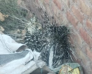 Shri dungargarh : विलुप्त होती सेह को श्रीडूंगरगढ़ मे किया रेस्क्यू, भेजा बीकानेर