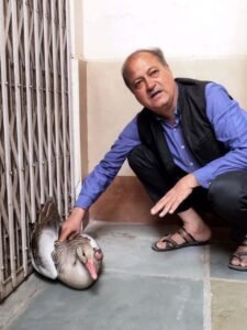Bhilwara : प्रवासी पक्षी राजहंस ग्रे लेग गूज को रेस्क्यू कर बचाया